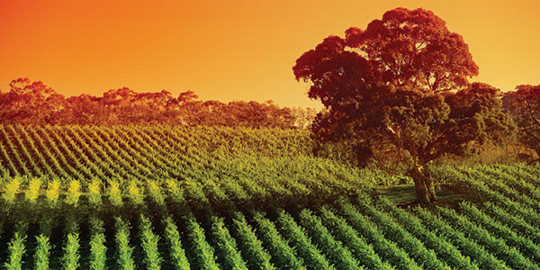 adelaide-hills-sunset Perth to Adelaide Coach Tours