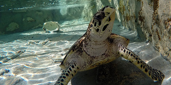 hot-fiji-deals-beachcomber-island swimming with turtles in fiji