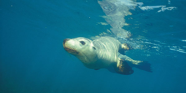 sea-lion-jurien-bay sea lion swimming in jurien bay western australia