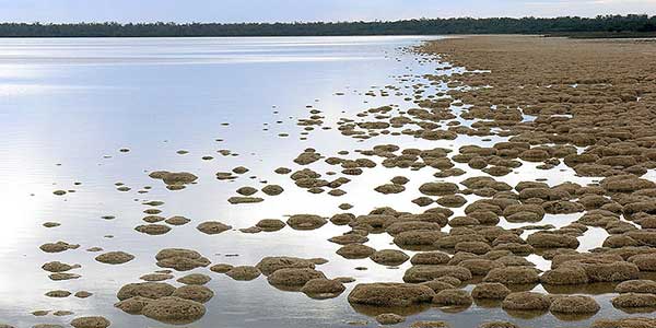 800px-Lake_Clifton_SMC_2008 yalgorup