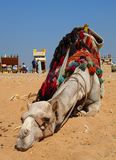 decorated camel in egypt