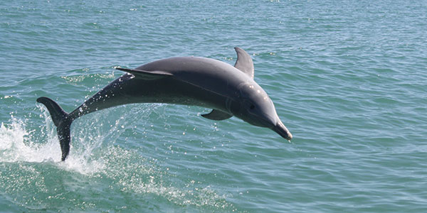 Things to do in mandurah