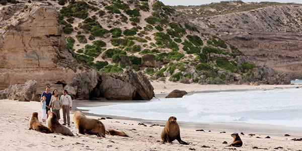 visiting seal on kangaroo island