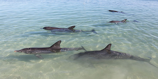 Monkey-Mia-Dolphins-Tourism-WA Tours from Perth to Broome