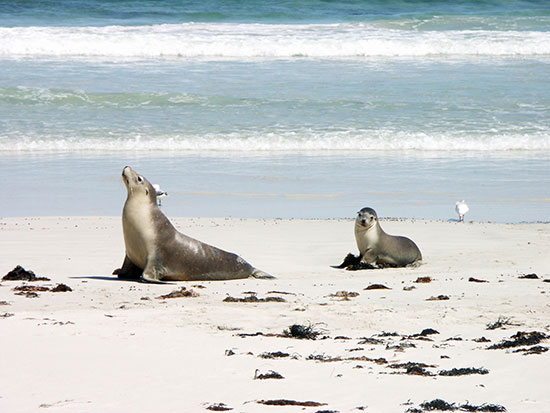 sea lion and pup on Seal Bay on Kangaroo Island