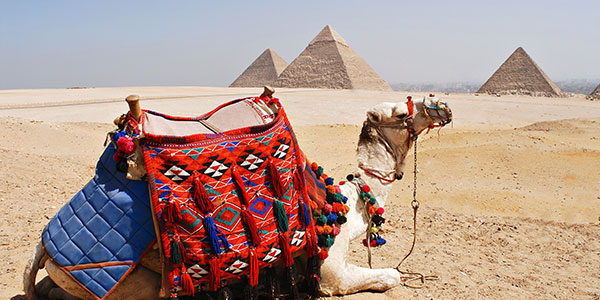 camel in the giza plateau cairo egypt