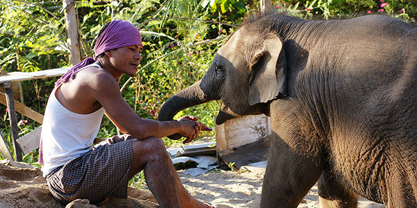 chiang-mai-elephant-nature-reserve-by-Alexander-Klink baby elephant in chiang mai thailand