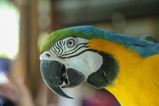 parrot in costa rica