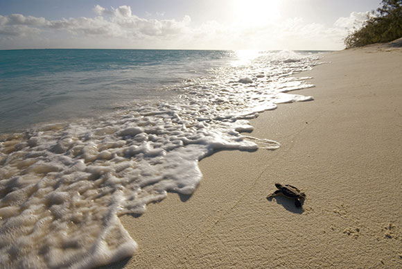 baby turtle heading for the ocean on heron island