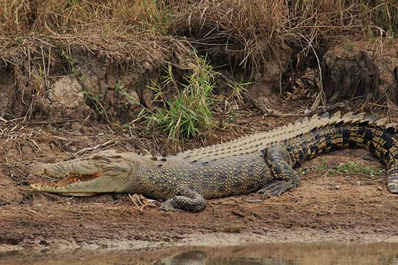 crocodile by river in kakadu national park australia
