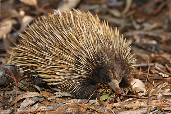 echidna on kangaroo island