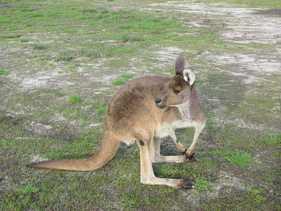 kangaroos Day trip from Perth