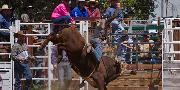 man doing rodeo on a bull in western australia