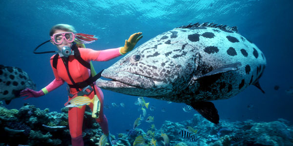 Great-Barrier-Reef-600x300 swimming with fish in the great barrier reef