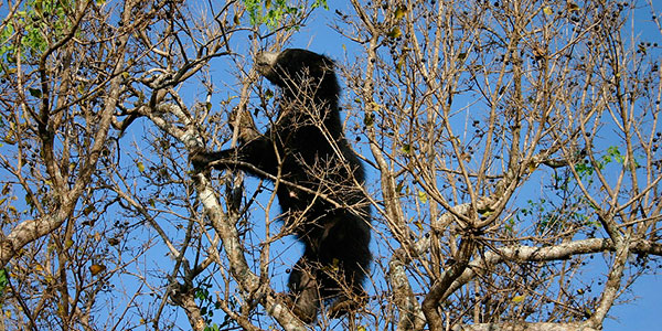 SlothBearTree-Sri-Lanka Sloth Bear Yala National Park
