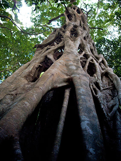 tree on fraser island