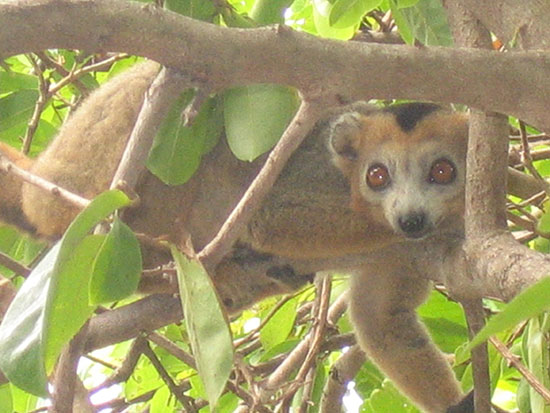 lemur in madagascar