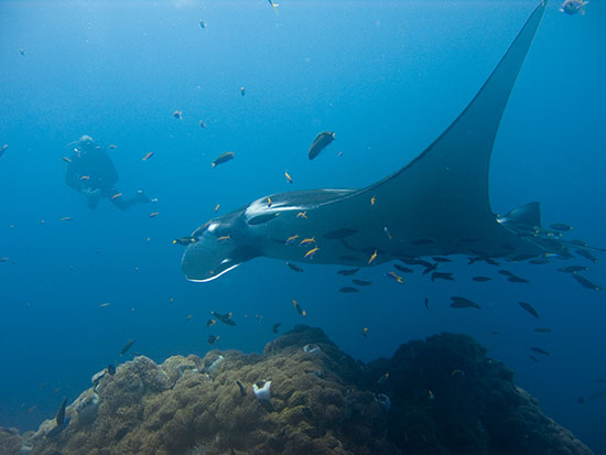 scuba diving with a manta ray in hin daeng thailand
