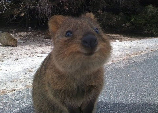 smiling quokka