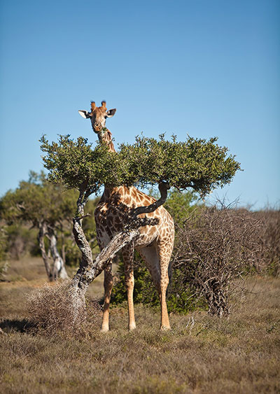 giraffe in africa