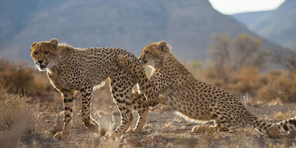 cheetah playing in africa