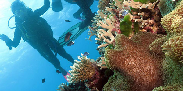 snorkelling the great barrier reef