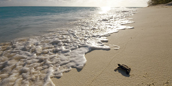 baby turtle on heron island