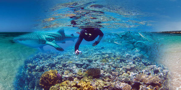 Backpacker Whale Shark Tours Exmouth March to August