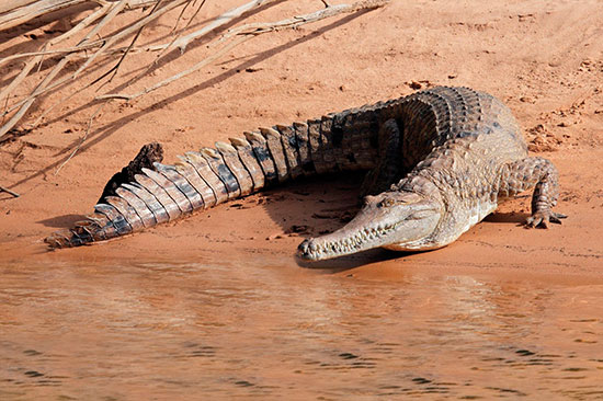 Crocodile-kakadu-stock-image crocodile in kakadu northern territory tours