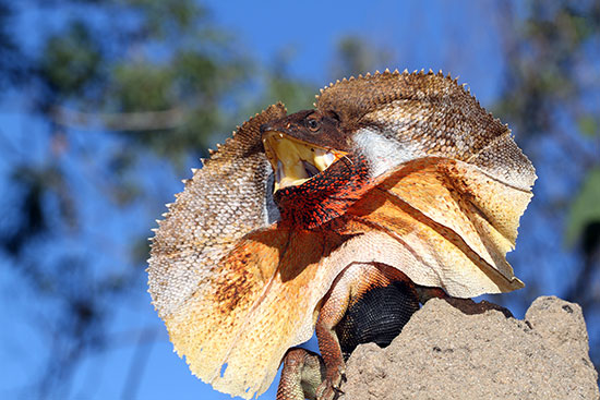 Frilly necked lizard