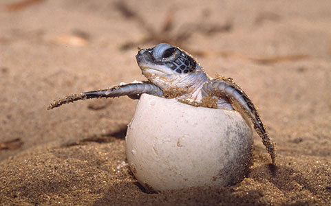 heron island turtle hatching
