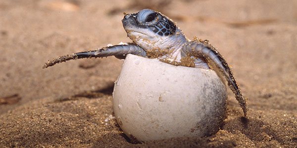 Heron-Island-Turtle_Hatchling turtle hatching on heron island