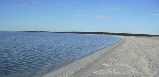 shell beach shark bay western australia tourism