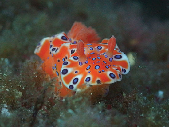 short tailed nudi