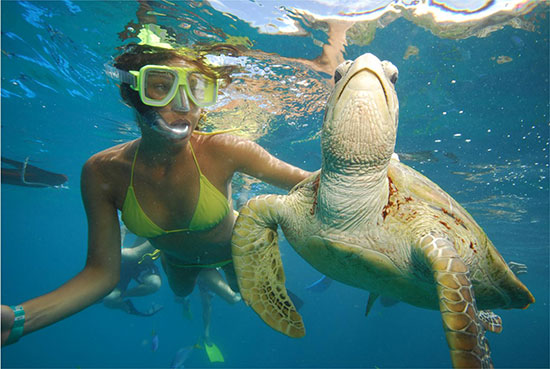 snorkelling with turtles in bali