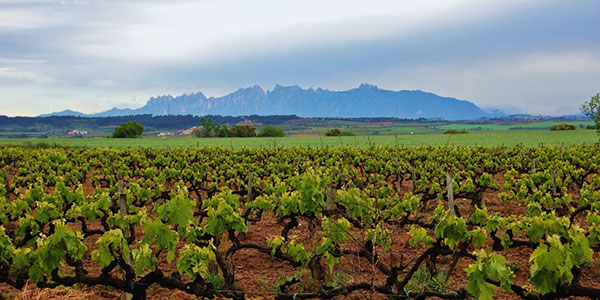catalonia vineyard