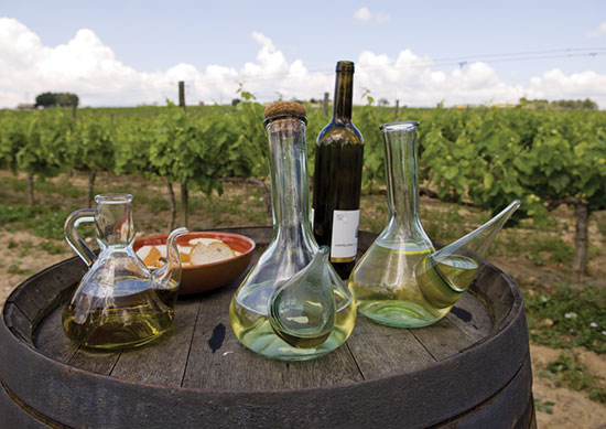 catalonia vineyard wine