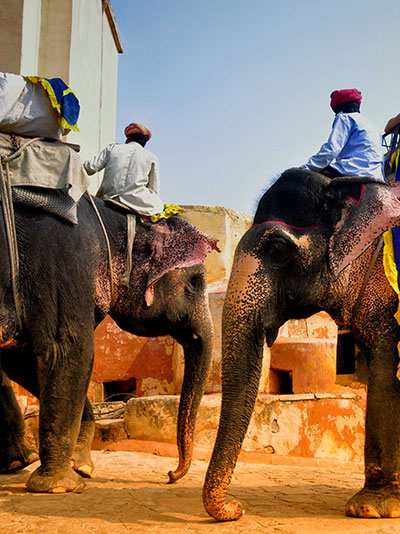 elephants at amber fort