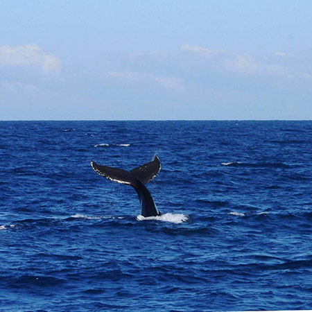 visit the Ningaloo Reef