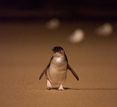 little penguin