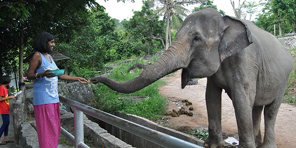 sandy-dhaliwal-hat-yai-Songkhla-Zoo feeding elephants in thailand