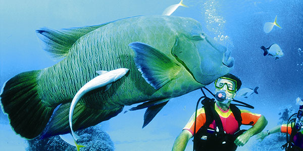 scuba-diving-with-big-fish-heron-island Monkey Mia and Shark Bay Wildlife Sailing Cruises, Daily Sunset Cruises, watch Dugongs