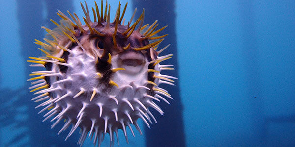 puffer fish western australia