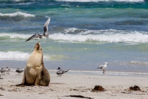 seal bay kangaroo island