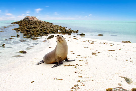 abrolhos islands sea lion
