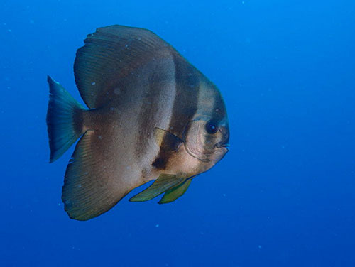 fish at lena wreck