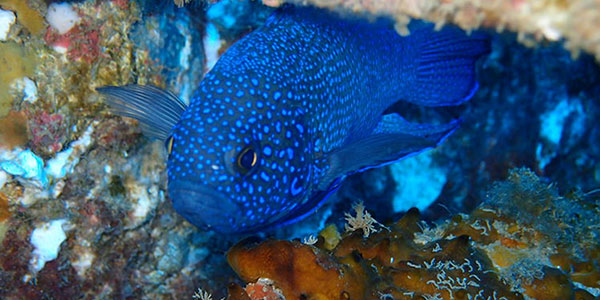 western blue devil