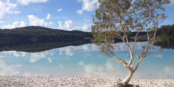 Dingo Tour Fraser Island