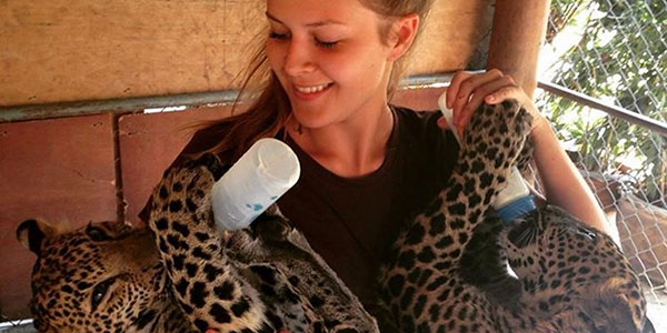 frontier-feeding-leopards volunteer feeding leopards