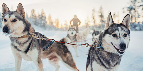 full-circle-travel-huskies husky sledding lapland